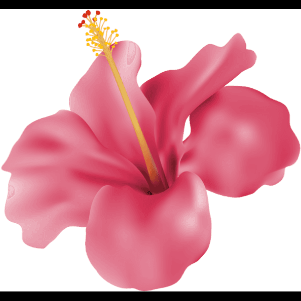 3d Pink Hibiscus Flower