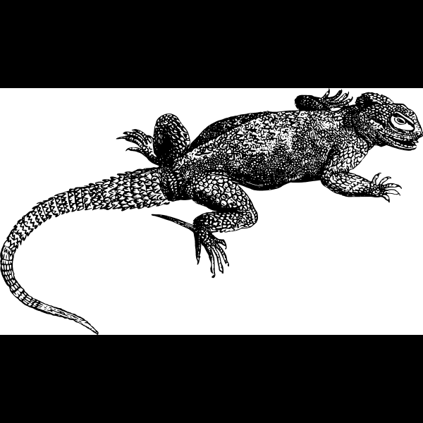 B&w Lizard Illustration