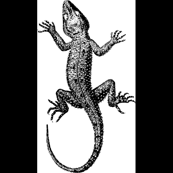 B&w Lizard Illustration