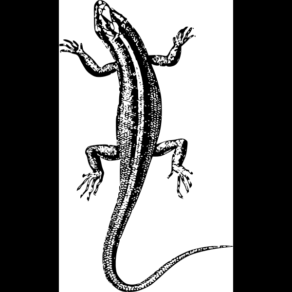 B&w Lizard With Long Tail