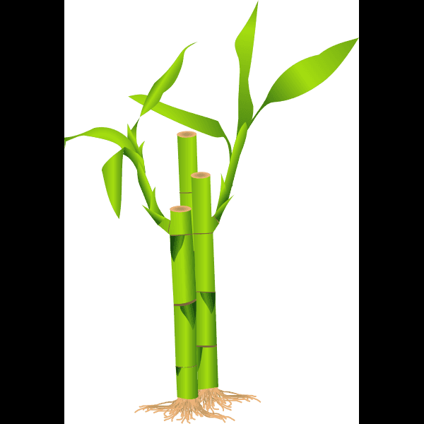 Bamboo Plants With Leaves