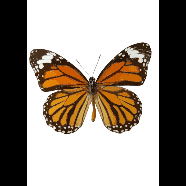 Beautiful Orange And Black Mariposa