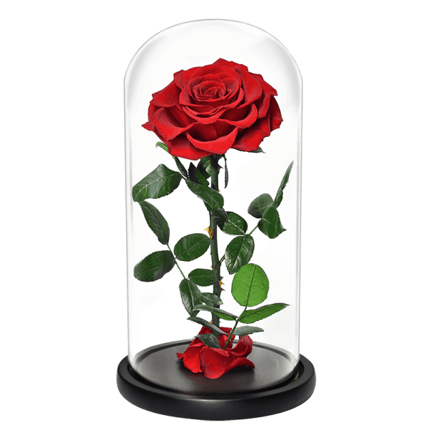 Beauty And The Beast Rose Flower