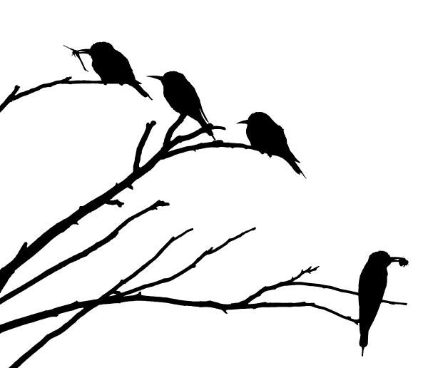 Birds Sitting On Tree Branches Silhouette