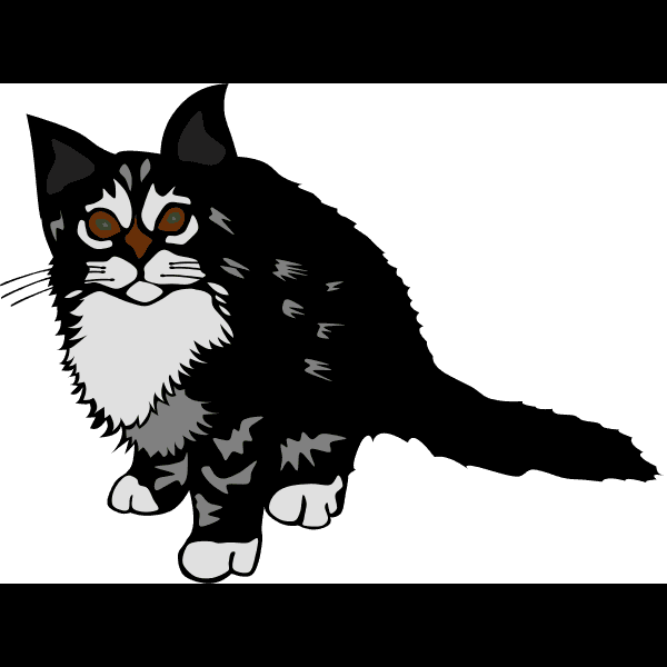 Black And White Kitten