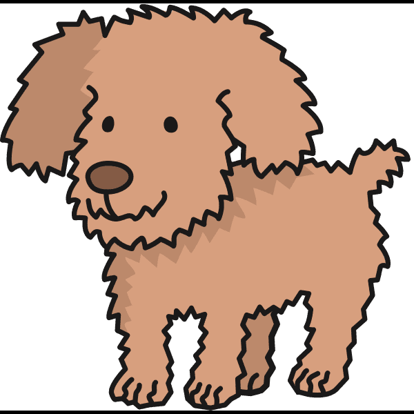 Brown Poodle