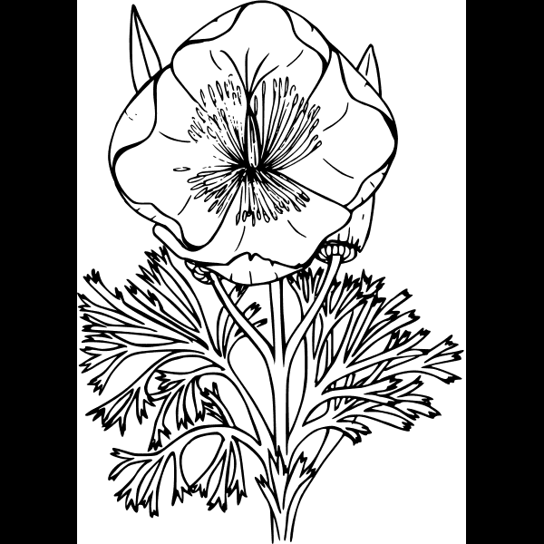 California Poppy Flower Detailed