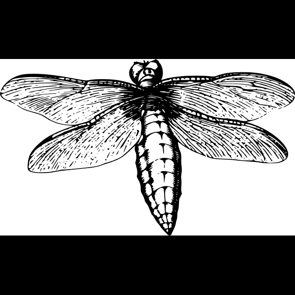 Chunky Free Dragonfly Drawing