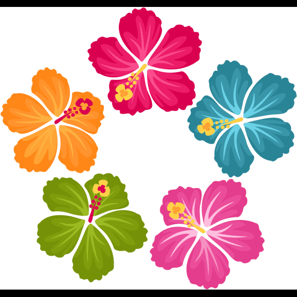 Colorful Hibiscus Flower