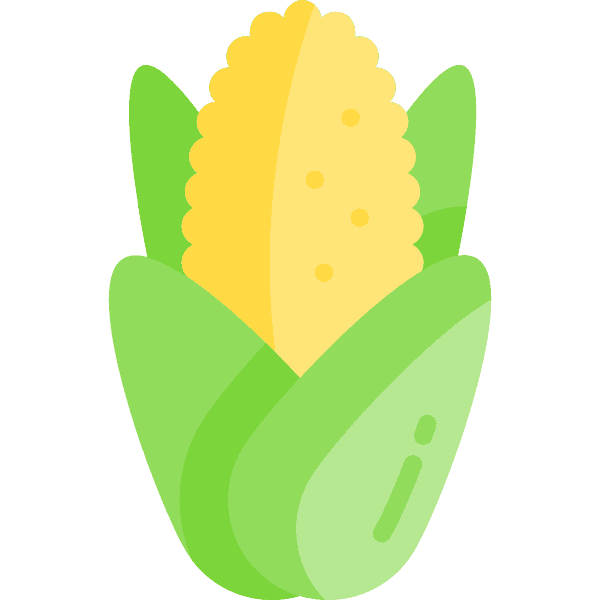 Corn With Light Green Leaves