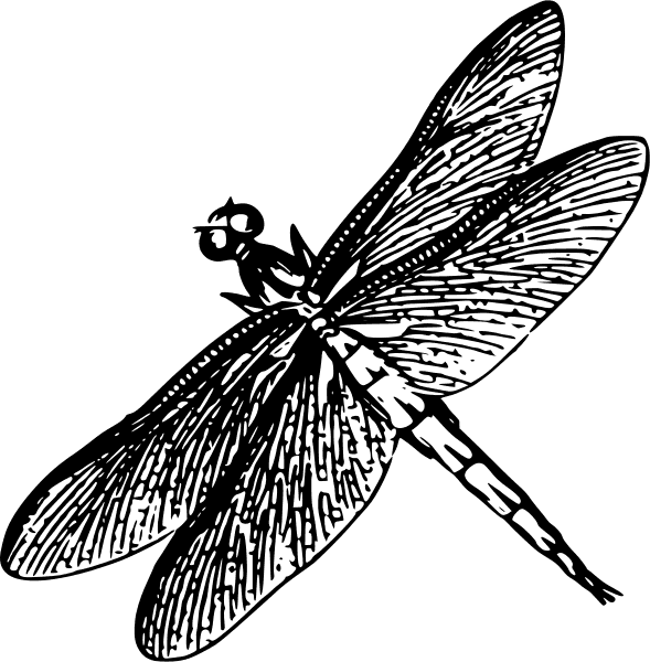 Detailed Flying Free Dragonfly Drawing