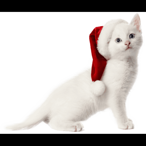 Free Christmas Files White Cat