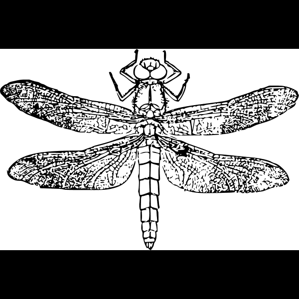 Free Dragonfly Detailed Drawing