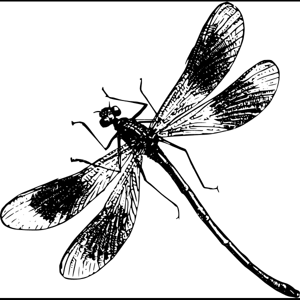 Free Dragonfly Sketch