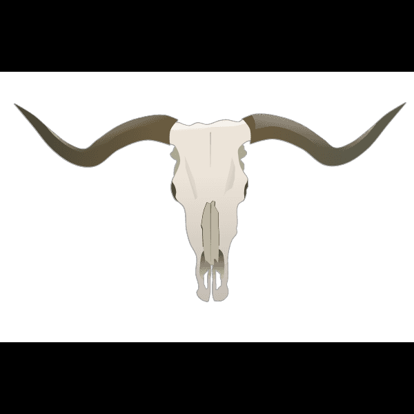 Gray And Brown Bull Skull