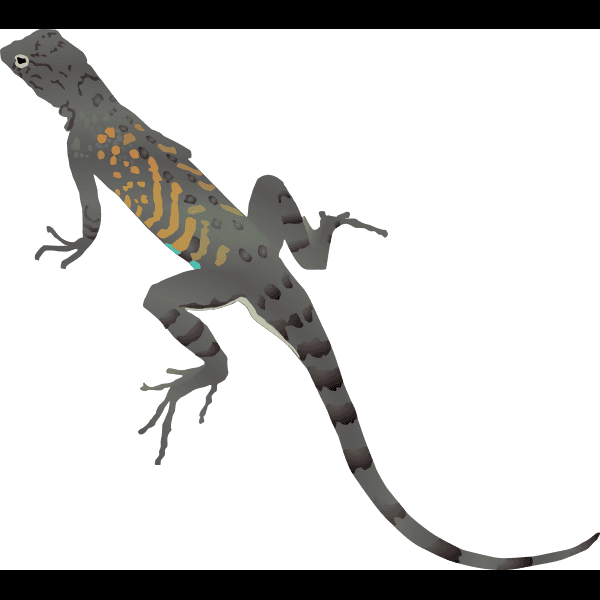 Gray Lizard Illustration