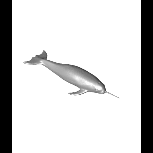 Gray Narwhal 3d Model