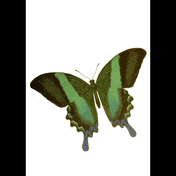 Green Mariposa