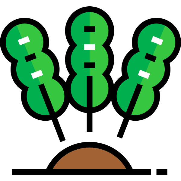 Green Seaweed