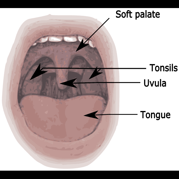 Named Mouth Parts