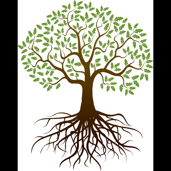 Oak Tree With Roots