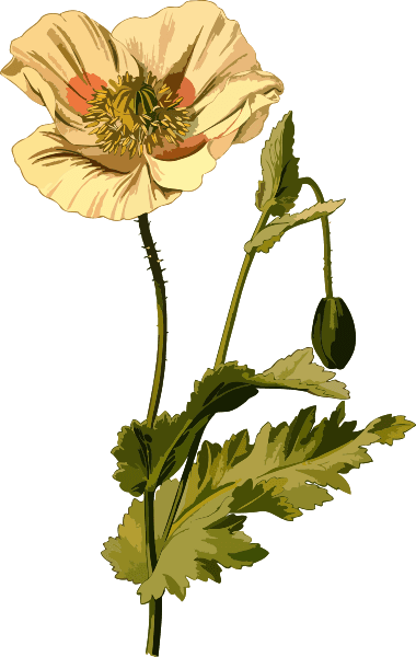 Opium Poppy Flower Painting