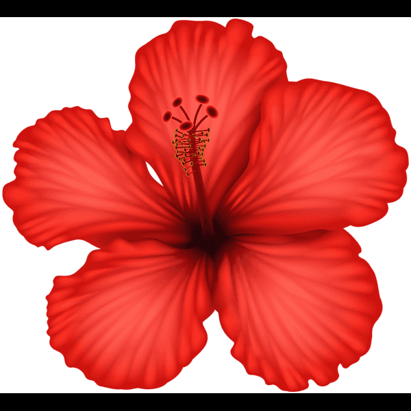 Red Hibiscus Flower 3d