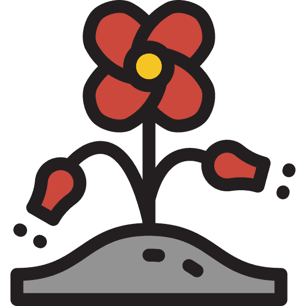 Red Poppy Flower Gray Soil