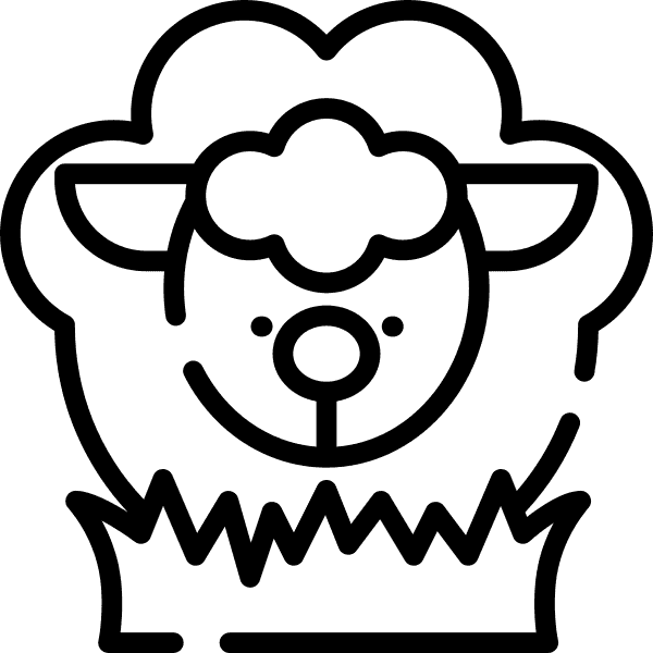 Sheep Standing On Grass Drawing