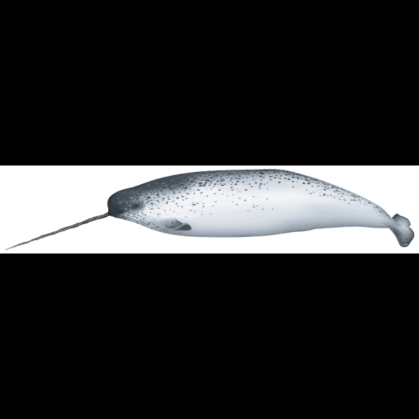 Spotted Narwhal Animal