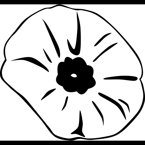 White Poppy Flower Drawing