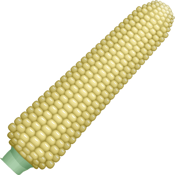 White Sweet Corn 3d