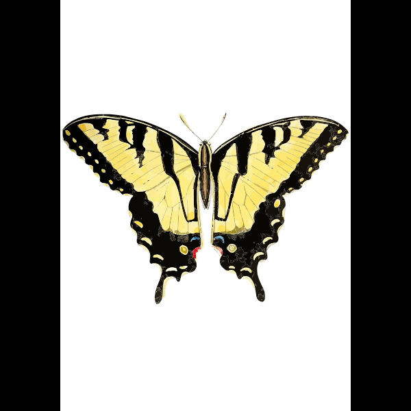 Yellow And Black Mariposa