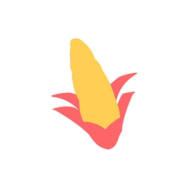 Yellow Corn With Pink Leaves