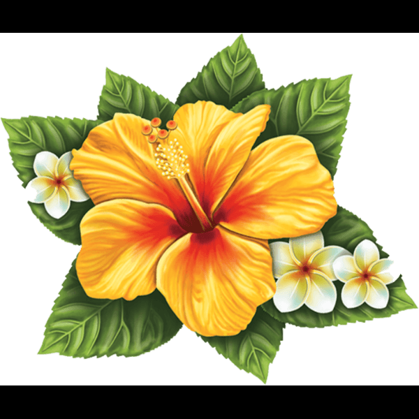 Yellow Hibiscus Flower