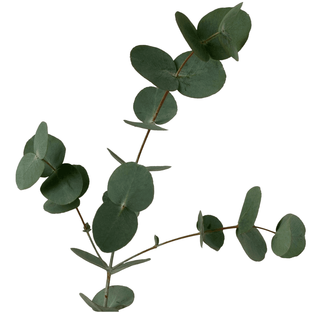 [100+] Eucalyptus Pictures | Wallpapers.com