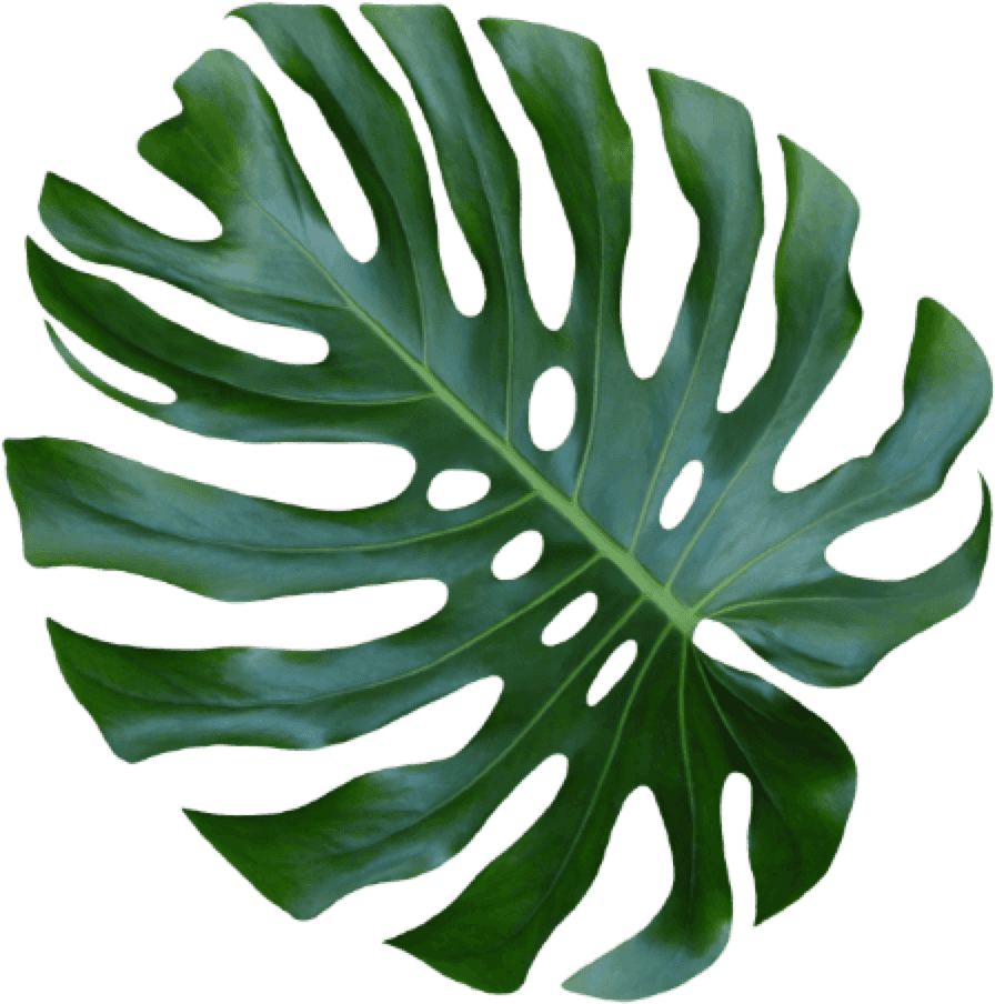 [100+] Monstera Leaf Pictures | Wallpapers.com