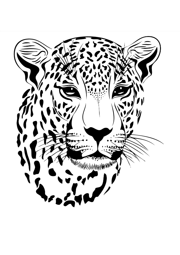 [200+] Leopard Wallpapers | Wallpapers.com