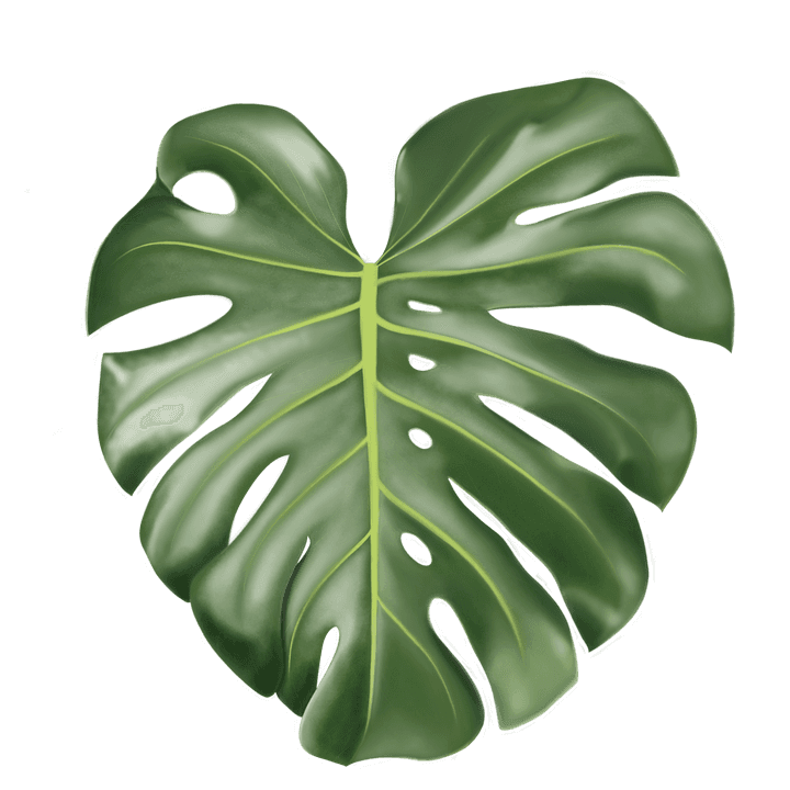 100 Monstera Leaf Wallpapers 