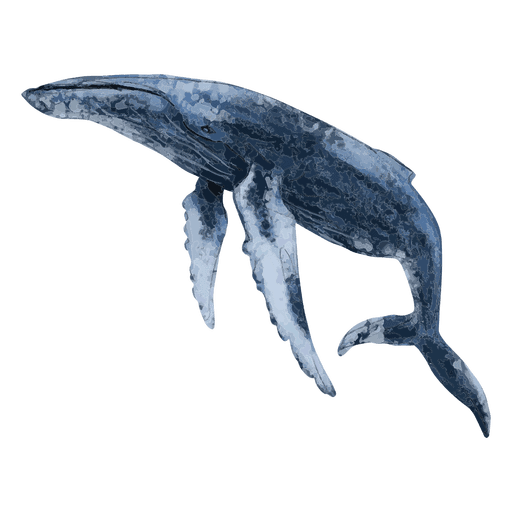 [100+] Whale Wallpapers | Wallpapers.com